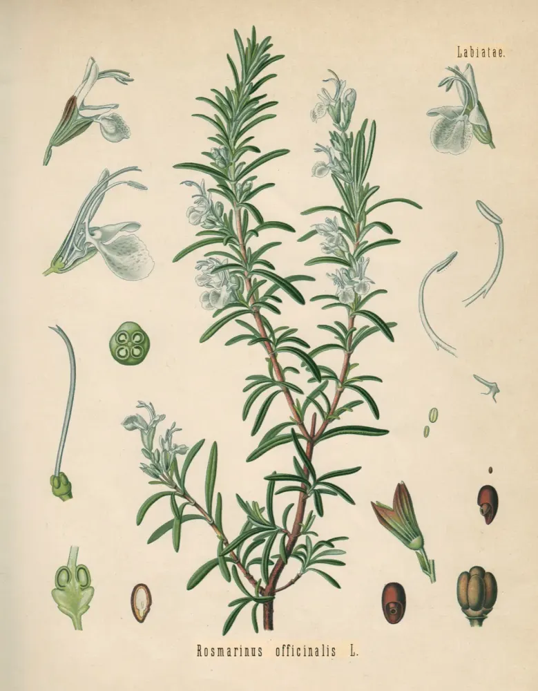 Foto von Rosmarin