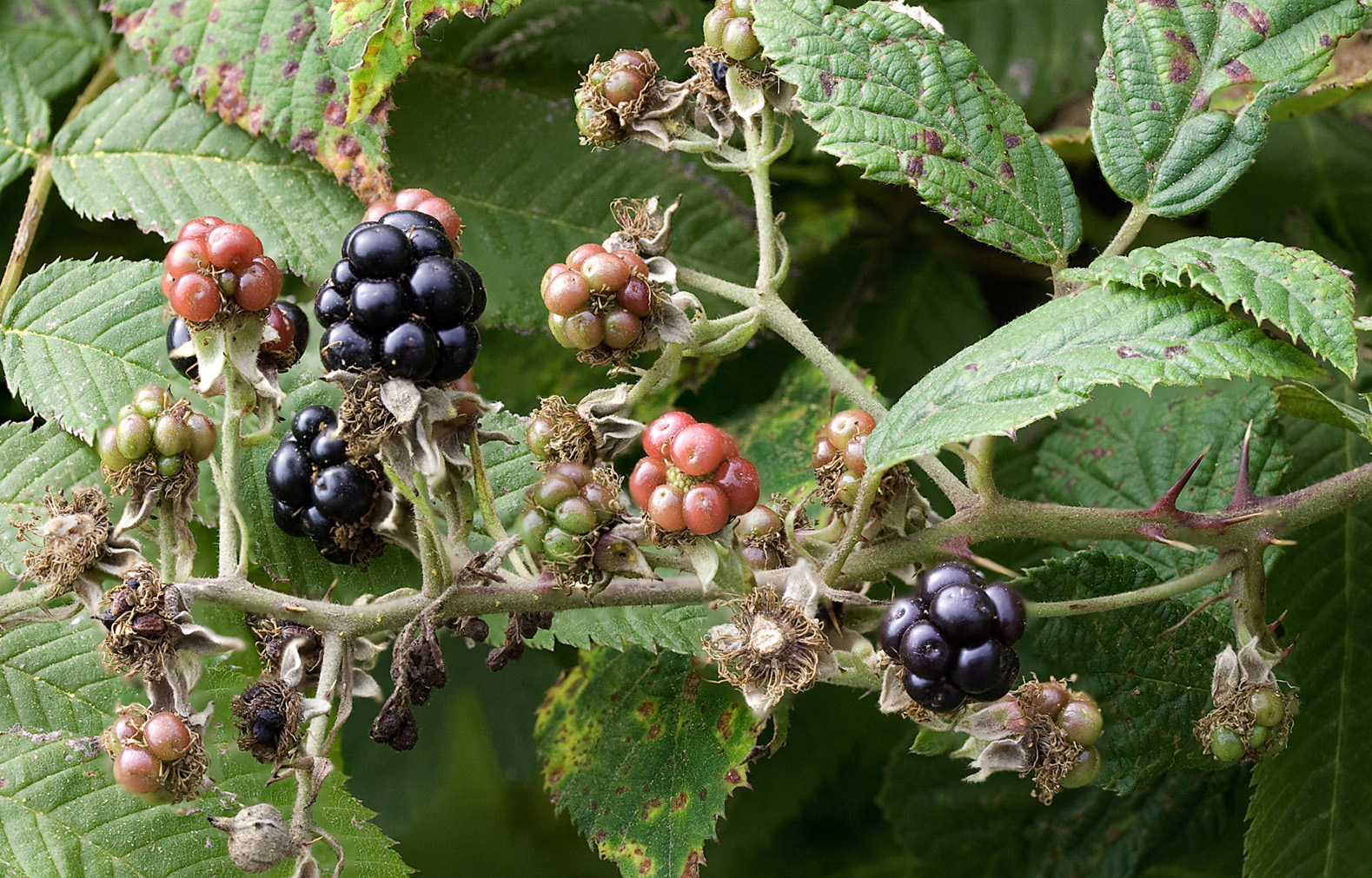Foto von Brombeeren