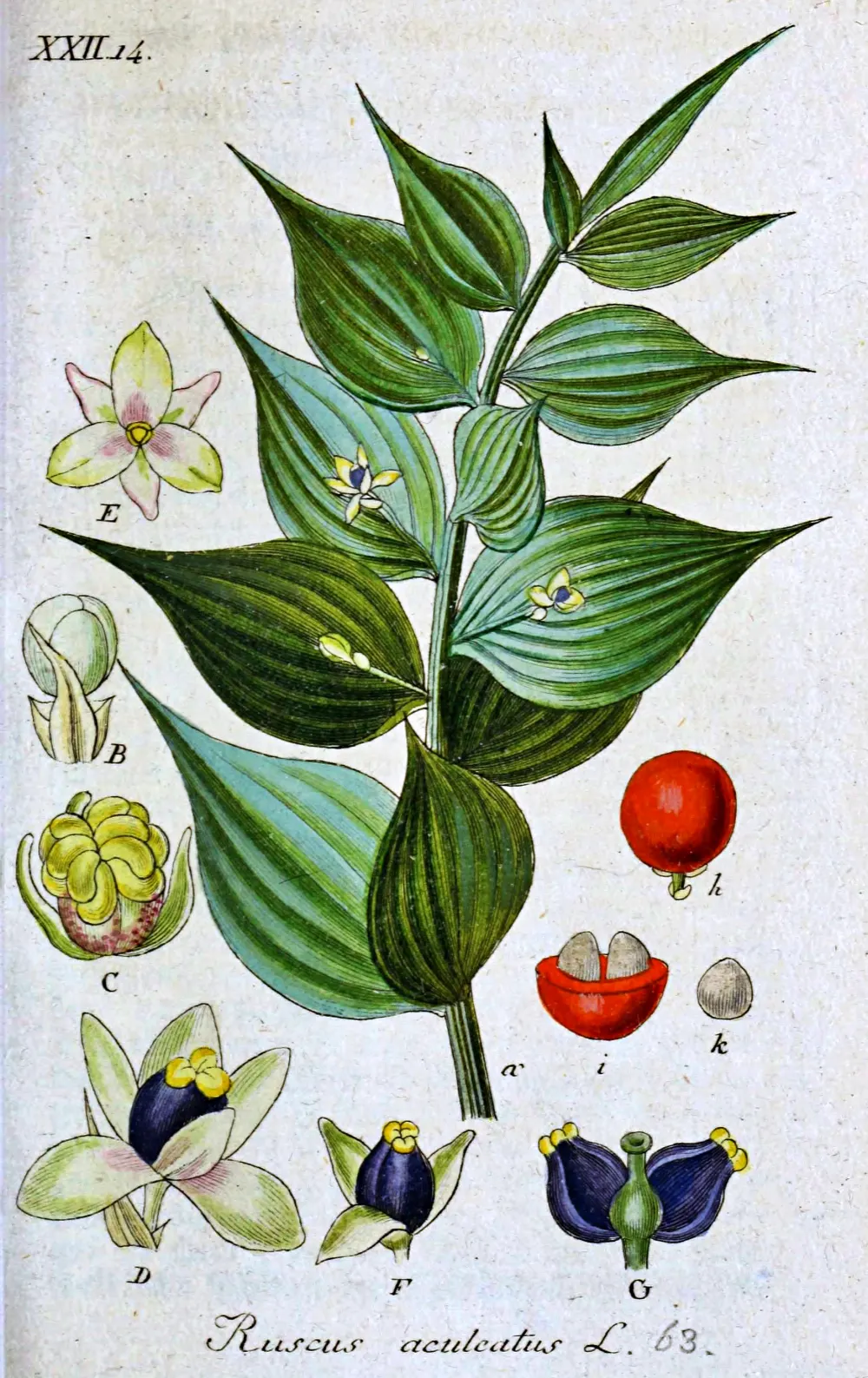 Botanische Tafel des Stechenden Mäusedorns (Ruscus aculeatus) mit blattartigen Phyllokladien, Blüten und roten Beeren.