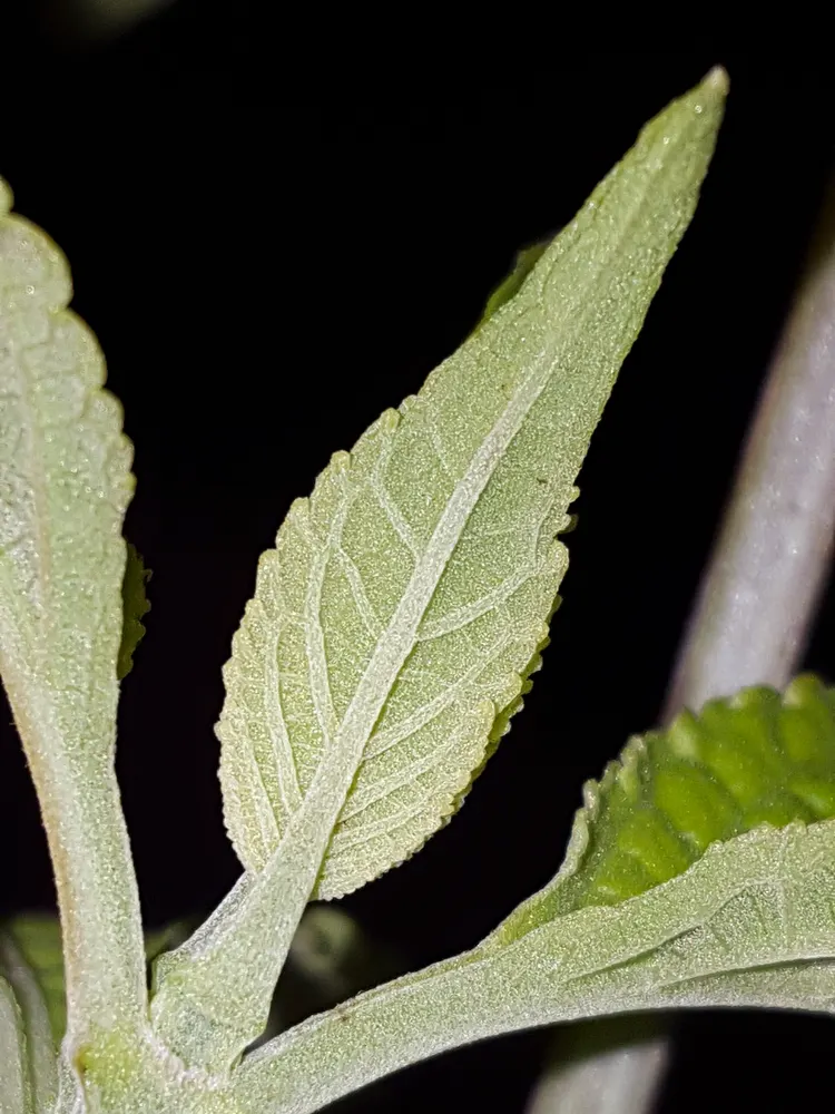 Unterseite eines jungen Blattes von Salvia divinorum mit deutlicher Blattaderung