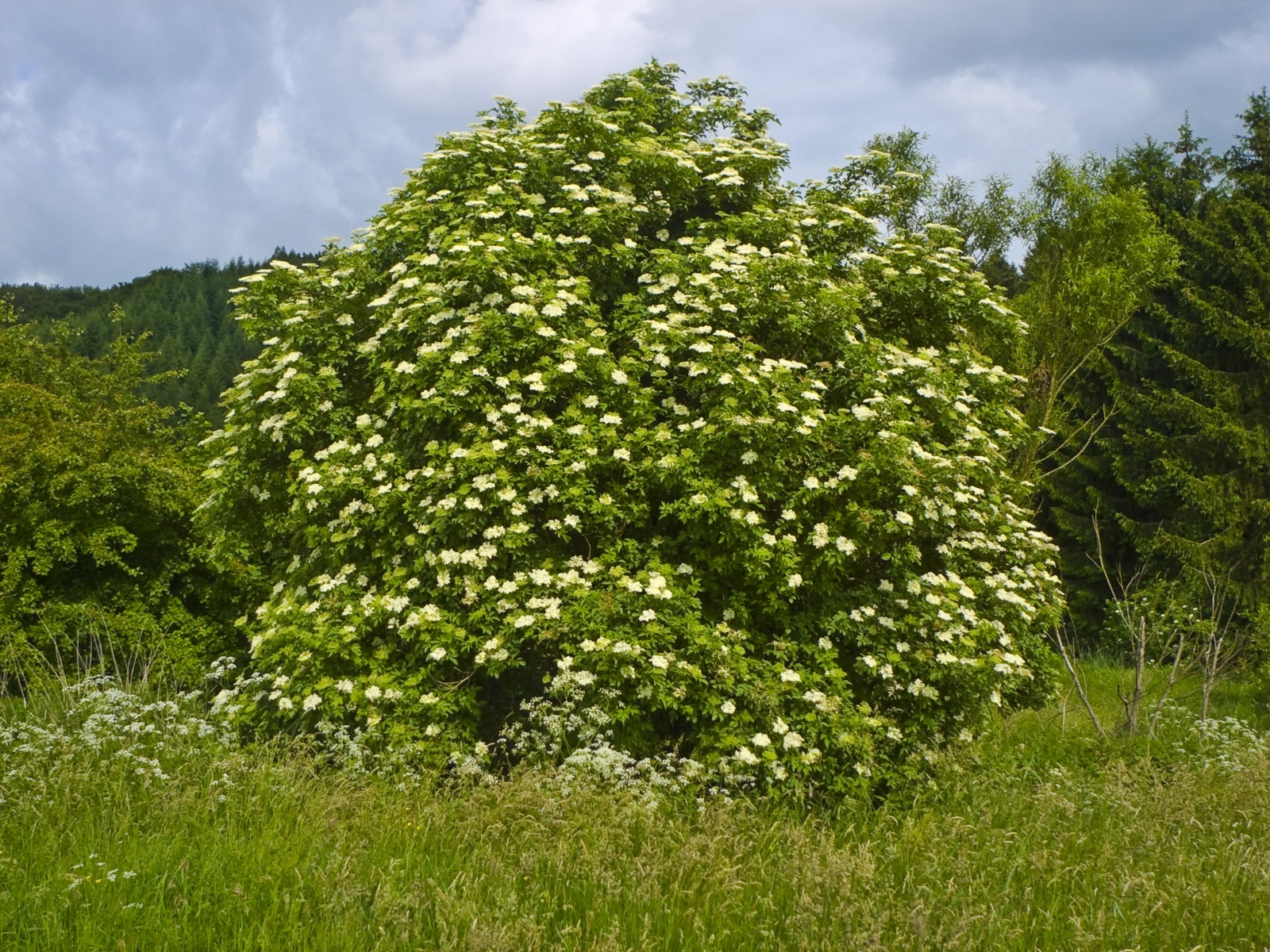 Foto von Schwarzer Holunder