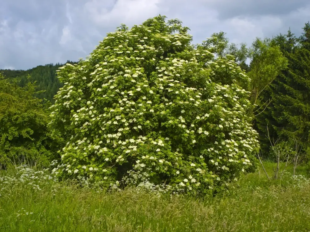 Foto von Schwarzer Holunder