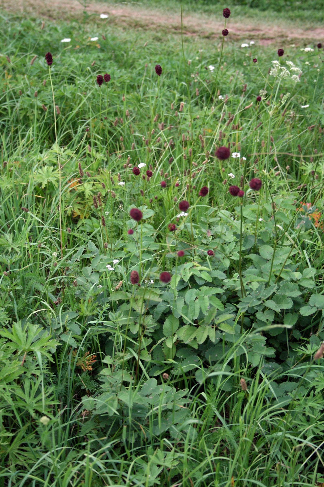 Foto von Großer Wiesenknopf