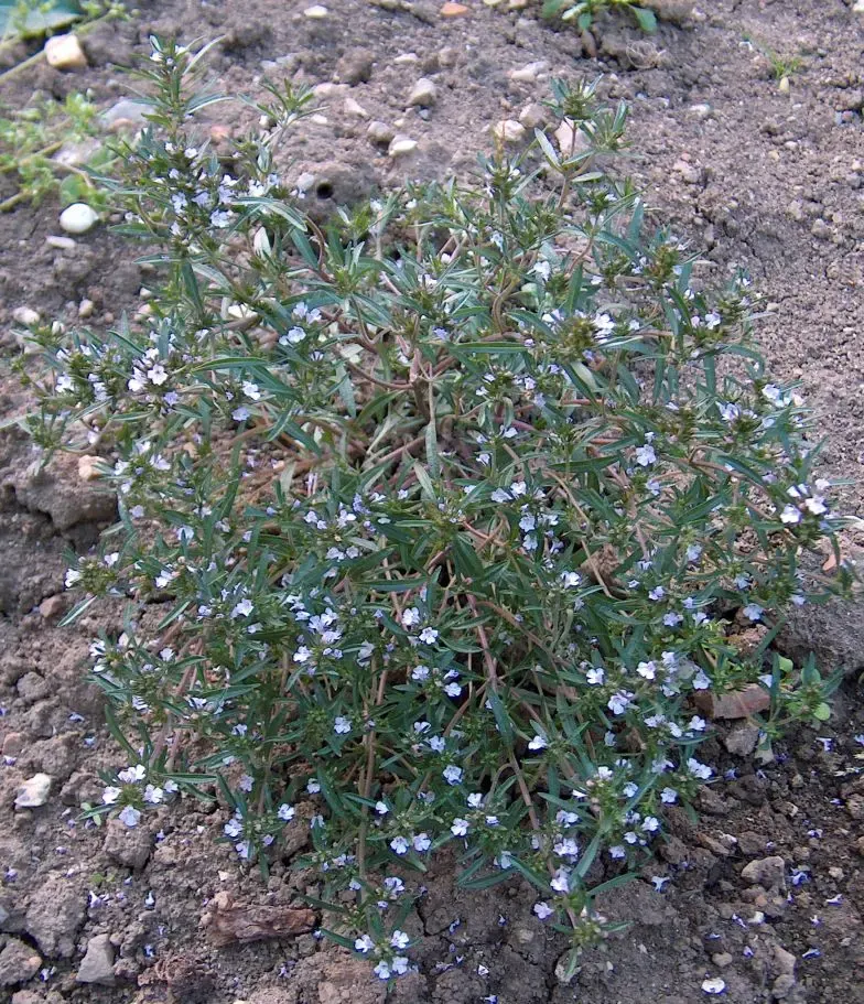 Foto von Sommer-Bohnenkraut