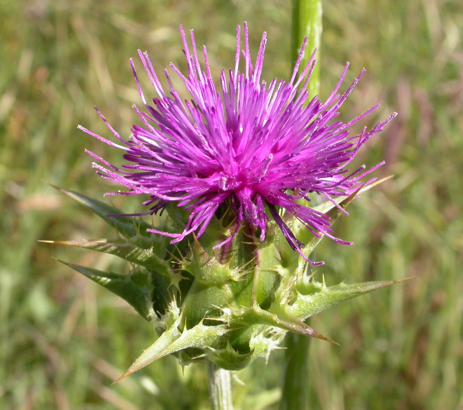 Foto von Mariendistel