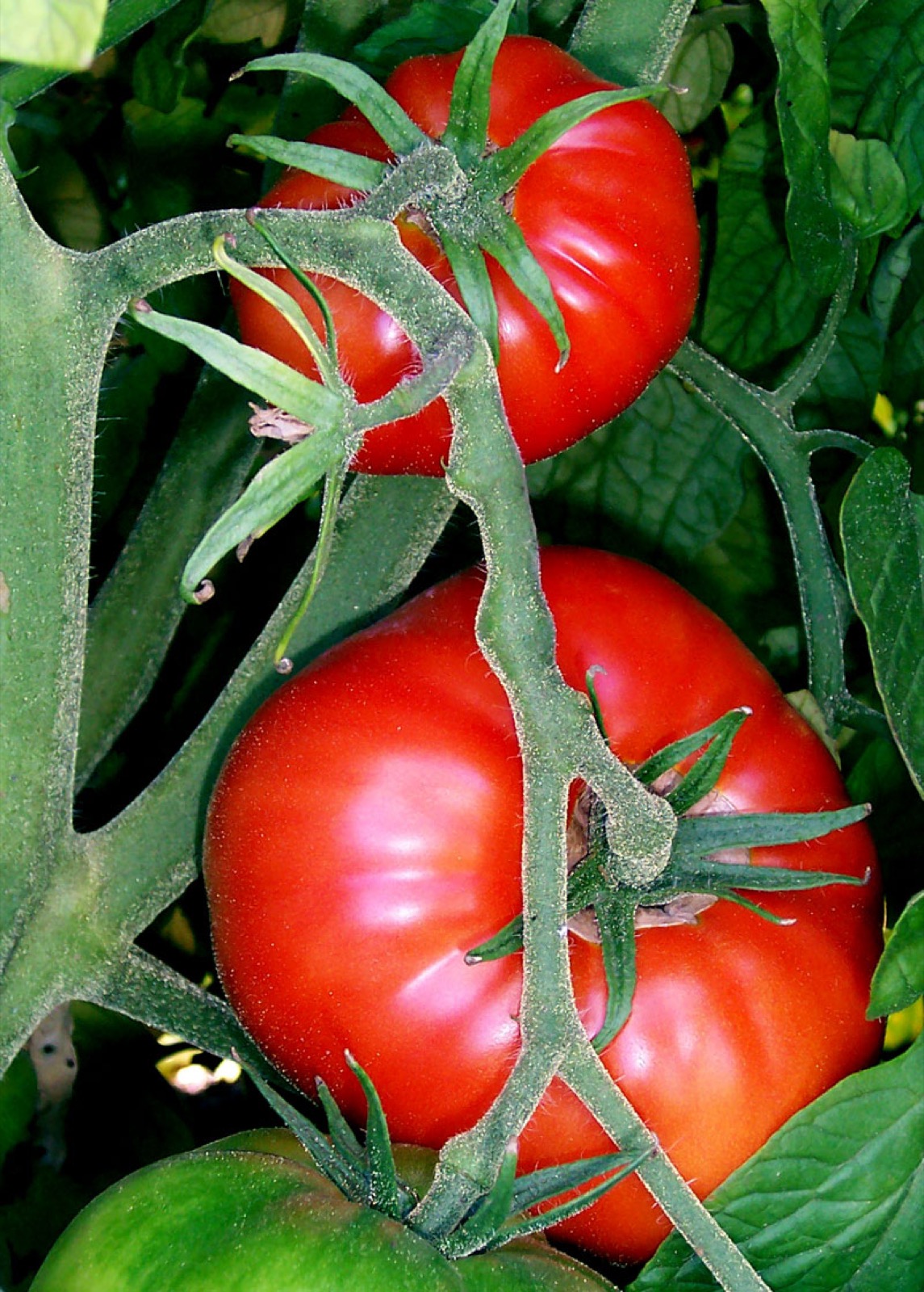 Foto von Tomate