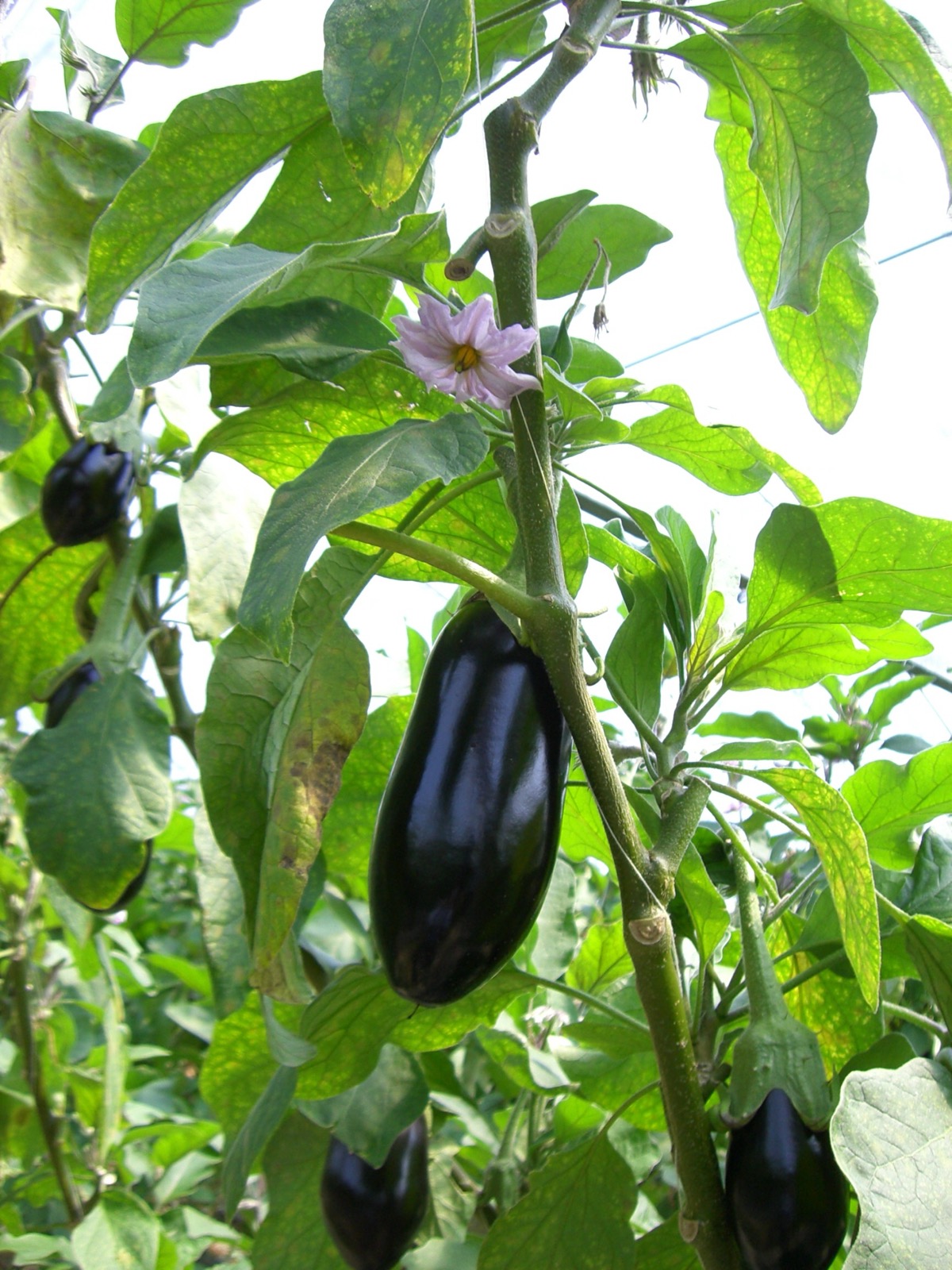Foto von Aubergine