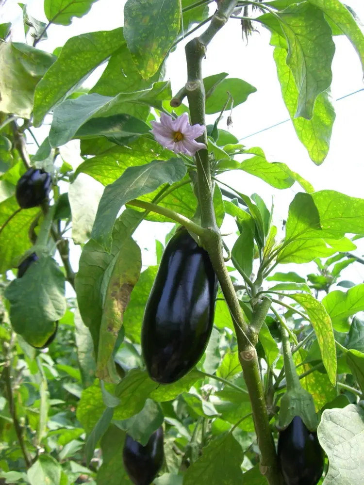 Foto von Aubergine