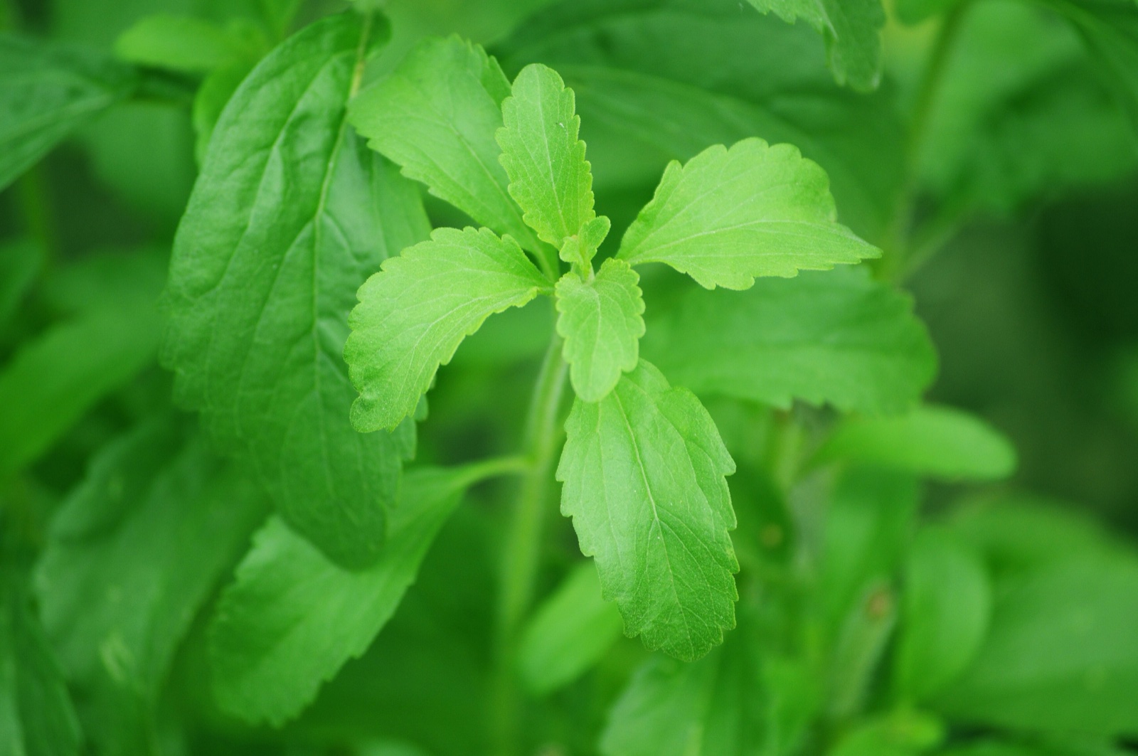 Foto von Stevia