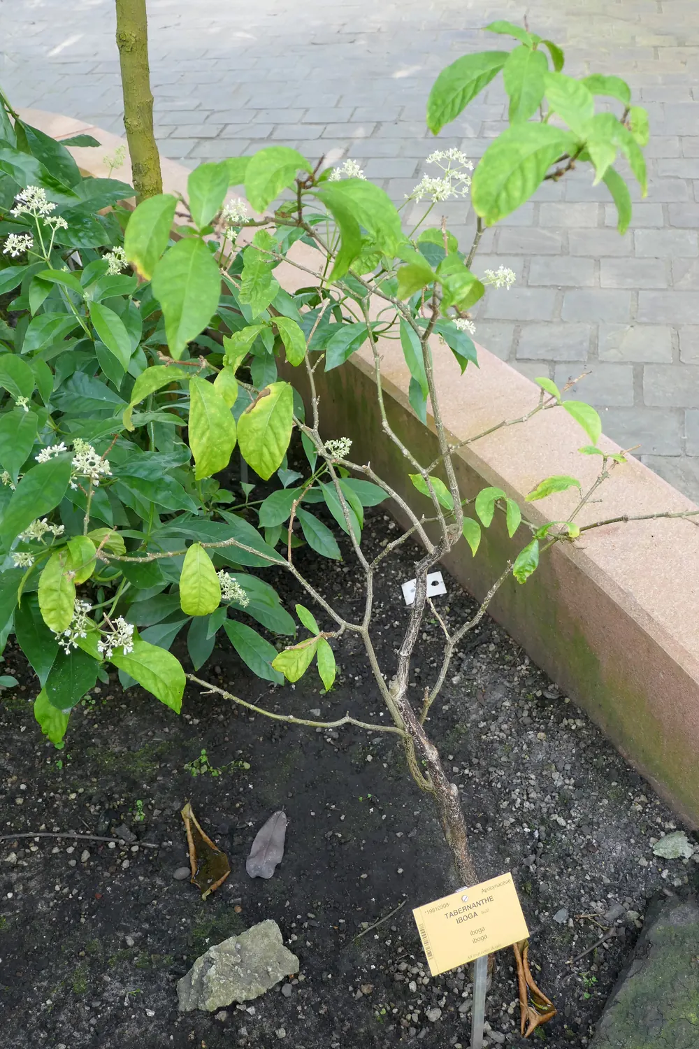 Tabernanthe iboga (Iboga) im Botanischen Garten Meise