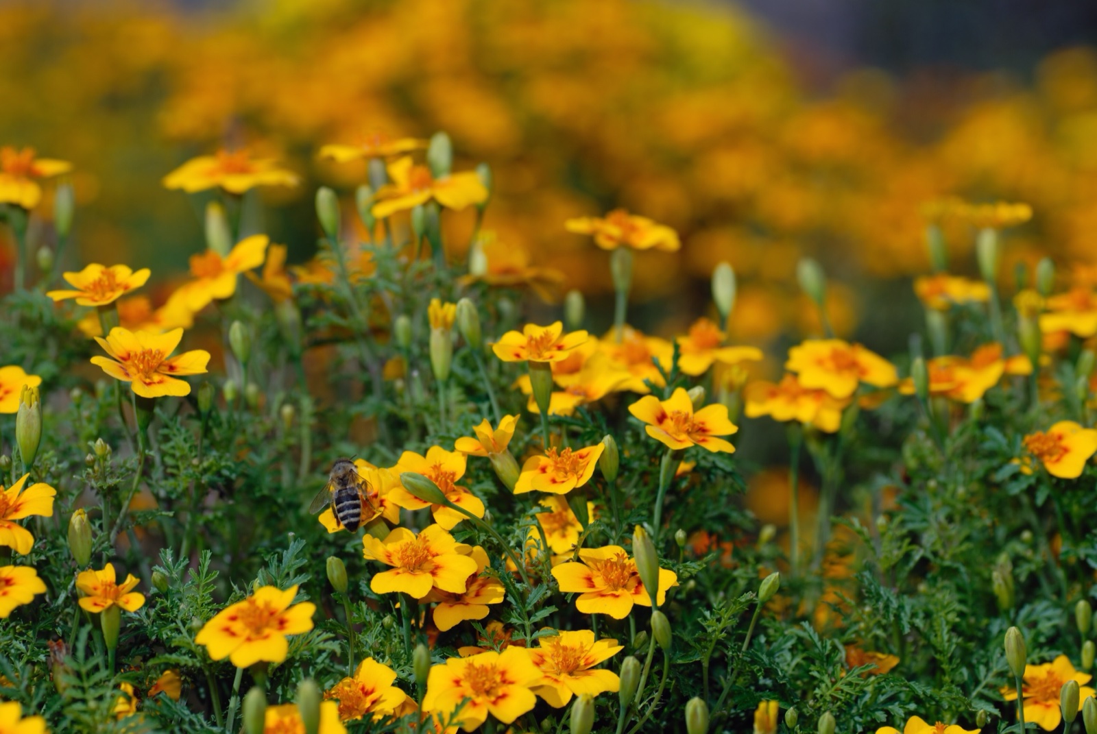 Foto von Tagetes