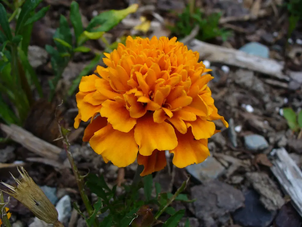Foto von Tagetes patula