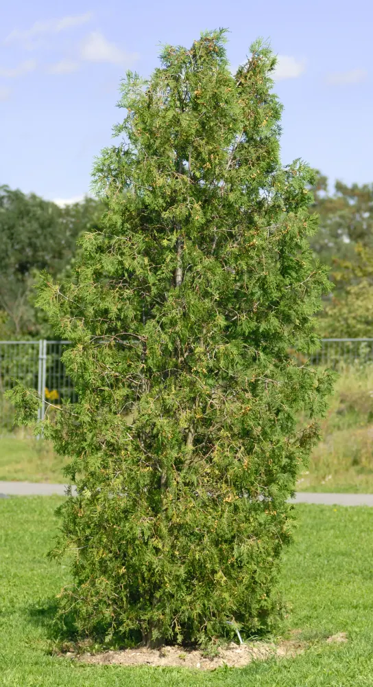 Foto von Abendländischer Lebensbaum