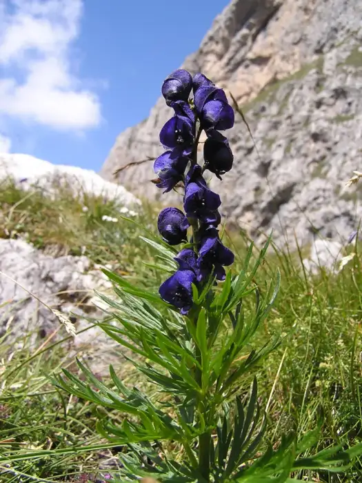 Foto von Blauer Eisenhut