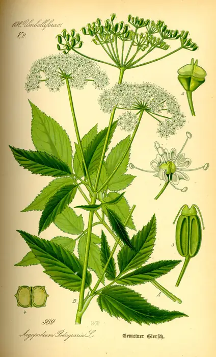 Botanische Tafel von Aegopodium podagraria (Giersch) mit Blättern, Doldenblüten und Wurzel, Thomé 1885.