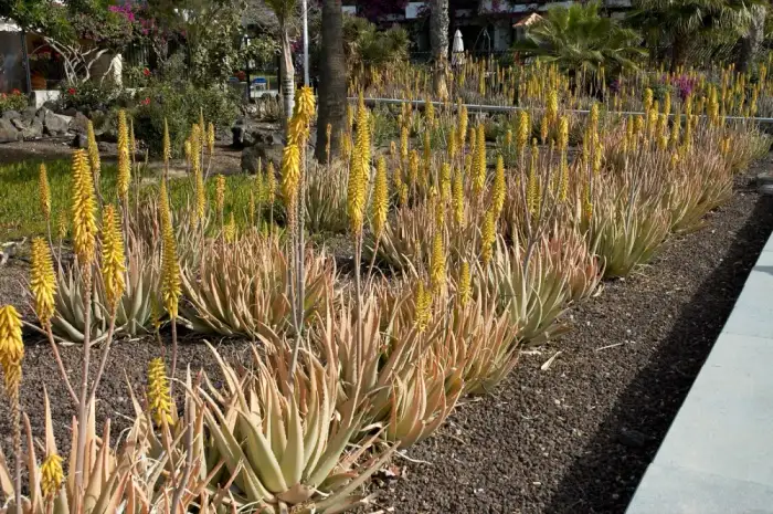 Foto von Echte Aloe
