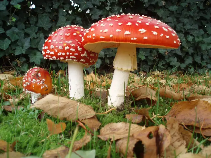 Drei Fliegenpilze mit leuchtend roten, weiss getupften Hüten in verschiedenen Reifestadien auf Waldboden.
