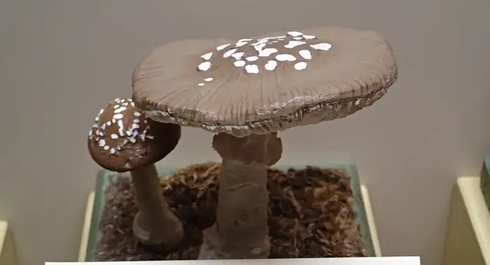 Brauner Pantherpilz mit weißen Velumflöckchen auf dem Hut und gerandeter Stielknolle.