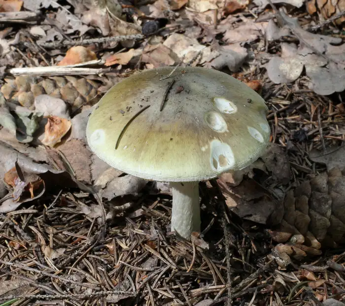 Grüner Knollenblätterpilz (Amanita phalloides) mit olivgrünem Hut, weißem Ring am Stiel und knolliger Basis im Wald.