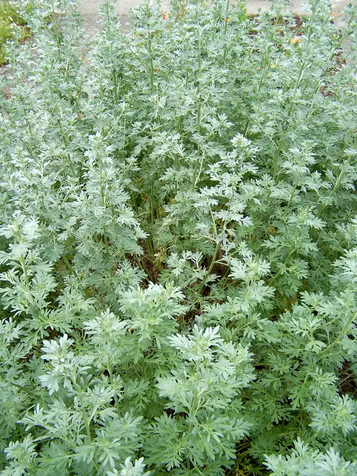 Blühende Wermutpflanze (Artemisia absinthium) mit silbrig-grauem Laub und gelblichen Blütenköpfchen.
