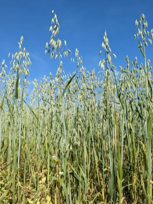 Foto von Saat-Hafer