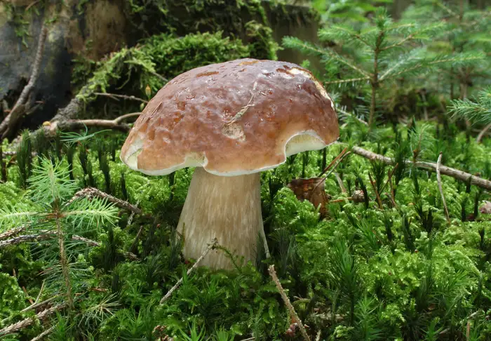 Steinpilz (Boletus edulis) mit braunem Hut und kräftigem Stiel im Wald.
