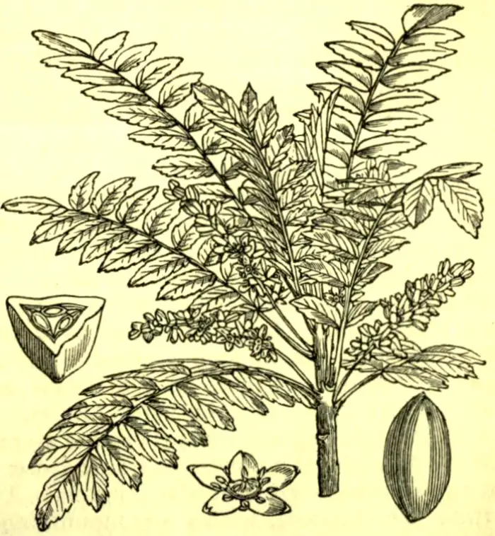 Historische botanische Tafel von Boswellia serrata (Indischer Weihrauch) mit belaubtem Zweig, Blüten und Fruchtdetails