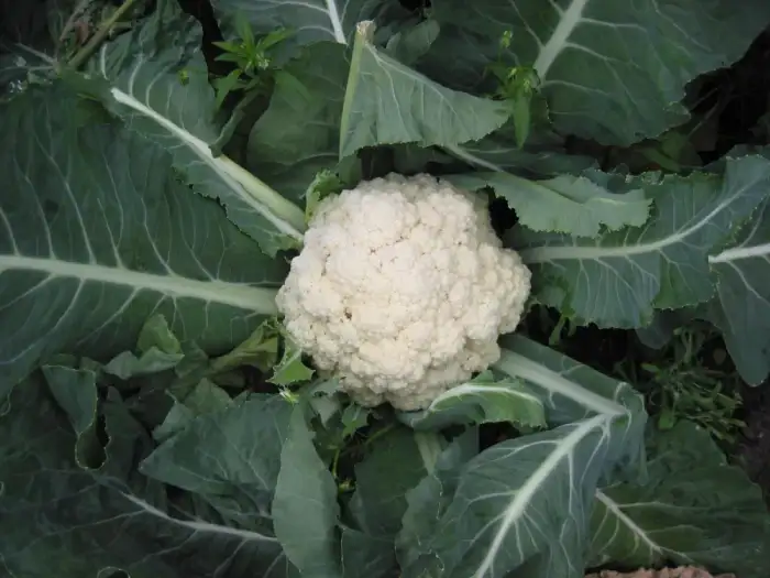 Foto von Blumenkohl
