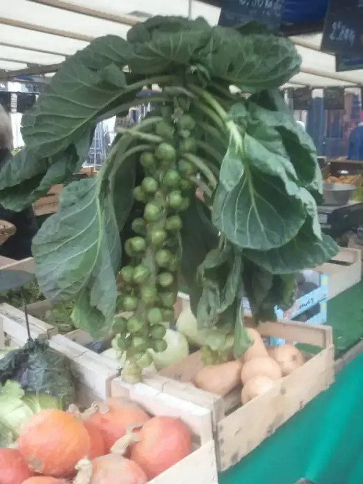 Foto von Rosenkohl