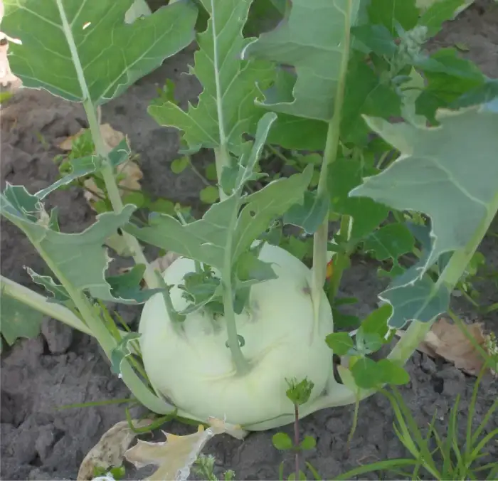 Foto von Kohlrabi