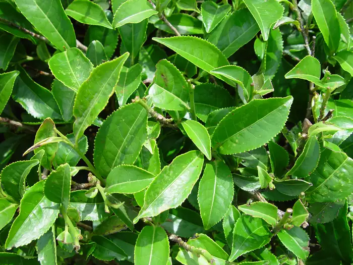 Blühender Zweig von Camellia sinensis (Teestrauch) mit weißer Blüte