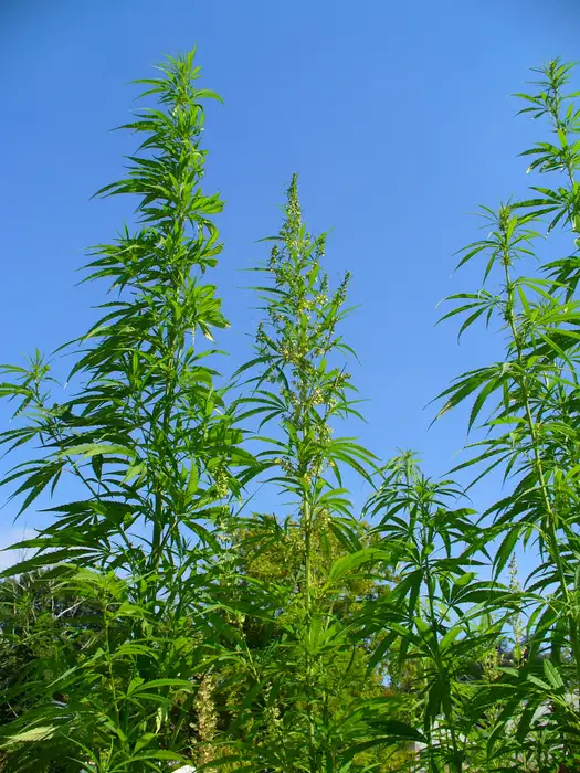 Blühende Cannabis-sativa-Pflanze mit handförmig geteilten, gesägten Blättern.