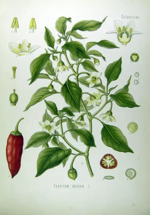 Foto von Paprika