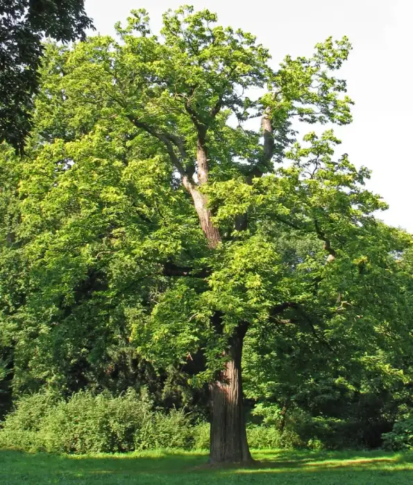 Foto von Edelkastanie