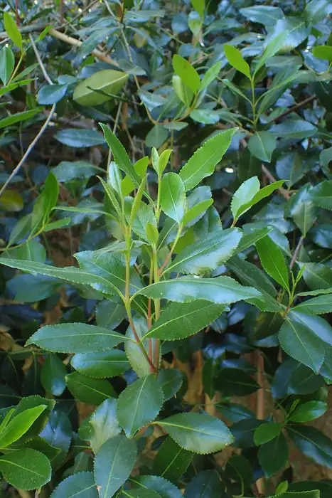 Zweige des Kathstrauchs (Catha edulis) mit immergrünen, länglichen Blättern