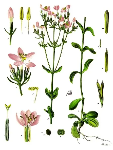 Botanische Tafel des Echten Tausendgüldenkrauts aus Köhlers Medizinal-Pflanzen