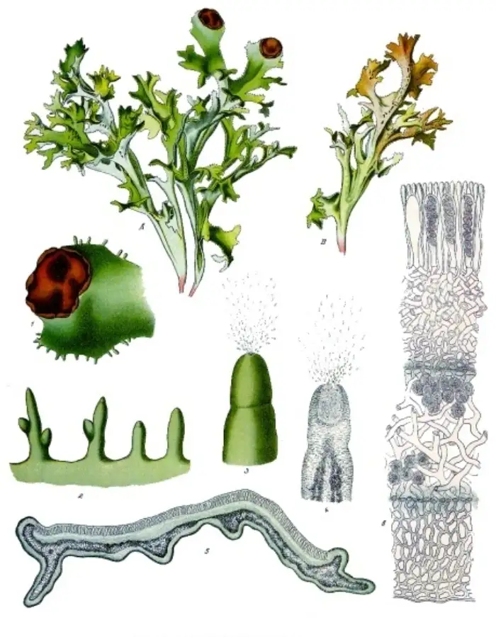 Historische botanische Farbtafel des Isländischen Mooses (Cetraria islandica) aus Köhlers Medizinal-Pflanzen mit dem strauchig gegabelten, rinnig-blattartigen Flechten-Lagerkörper
