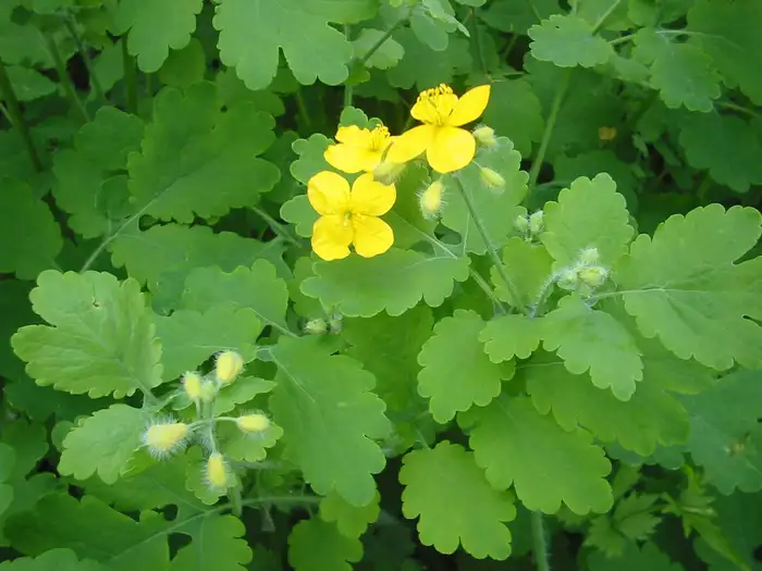 Blühendes Schöllkraut (Chelidonium majus) mit gelben vierzähligen Blüten und gelappten Blättern.