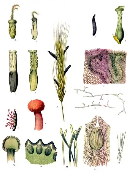 Botanische Tafel von Claviceps purpurea (Mutterkorn) am Roggen, Köhler 1887