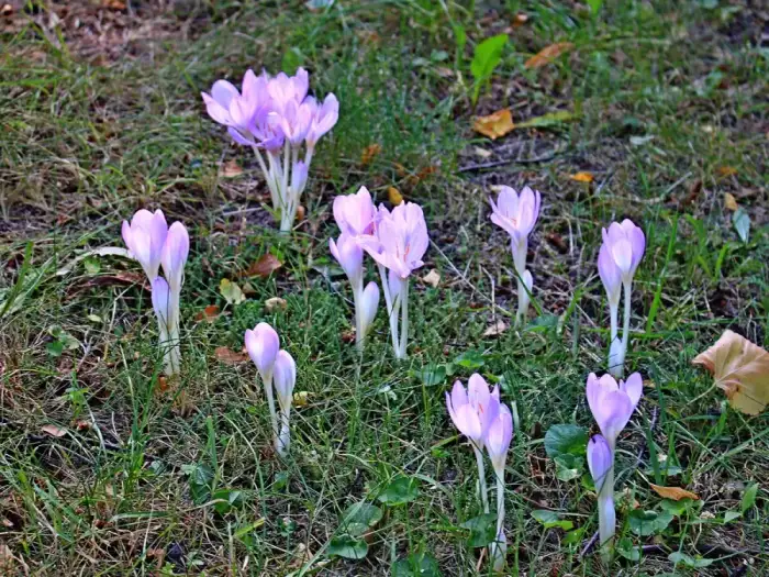 Foto von Herbstzeitlose