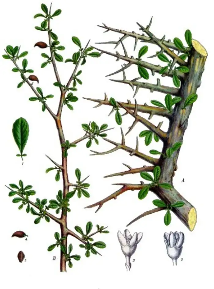 Botanische Tafel der Myrrhe (Commiphora myrrha) aus Köhlers Medizinal-Pflanzen von 1897, mit beblättertem Zweig, Blüten und Früchten.