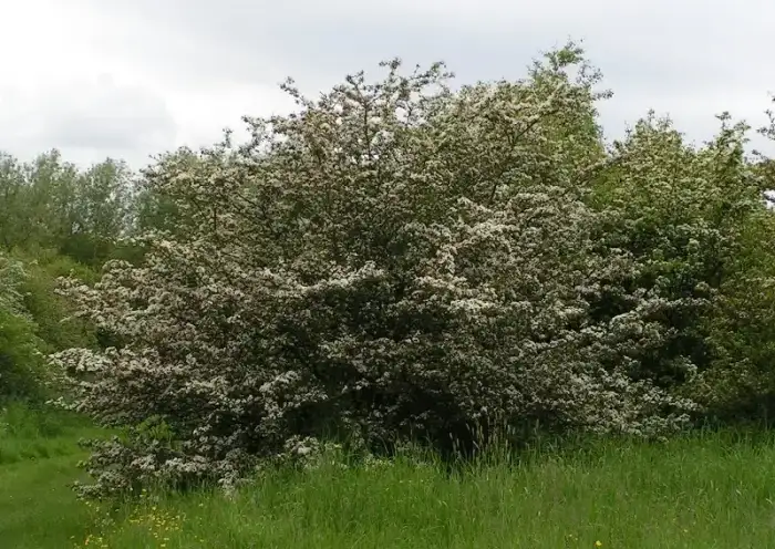 Foto von Eingriffeliger Weißdorn