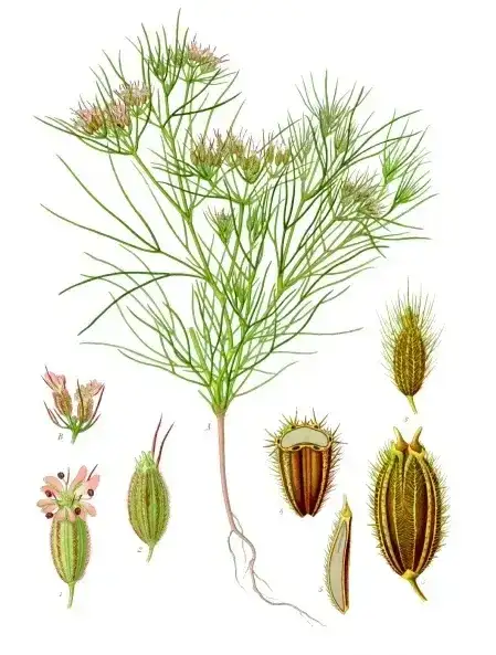 Foto von Kreuzkümmel