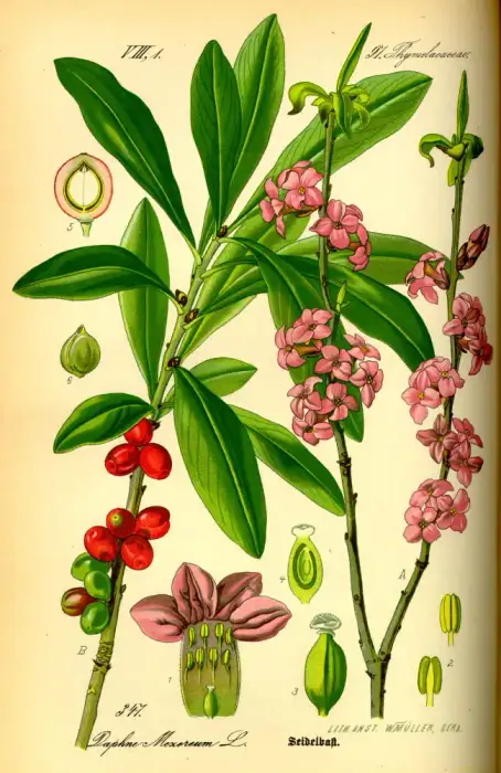 Foto von Echter Seidelbast