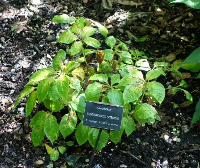Belaubter Zweig der Borstigen Taigawurzel (Eleutherococcus senticosus) mit handförmig gefiederten Blättern, fotografiert im Chelsea Physic Garden