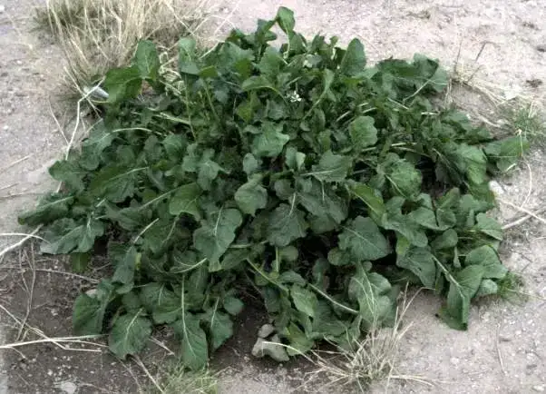 Foto von Rucola