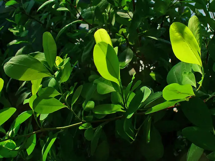 Ledrige, eiförmige Blätter des Kokastrauchs (Erythroxylum coca).