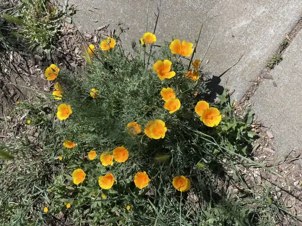 Leuchtend orangefarbene Blüten des Kalifornischen Mohns (Eschscholzia californica) mit fein zerteilten blaugrünen Blättern.