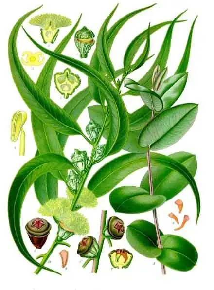 Botanische Tafel von Eucalyptus globulus (Blauer Eukalyptus), Köhler 1897