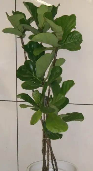 Foto von Ficus lyrata (Geigenfeige) als Zimmerpflanze
